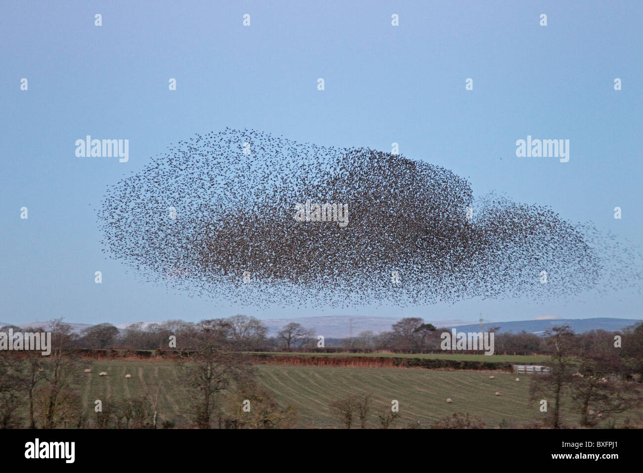 Comune di storni provenienti in roost Foto Stock