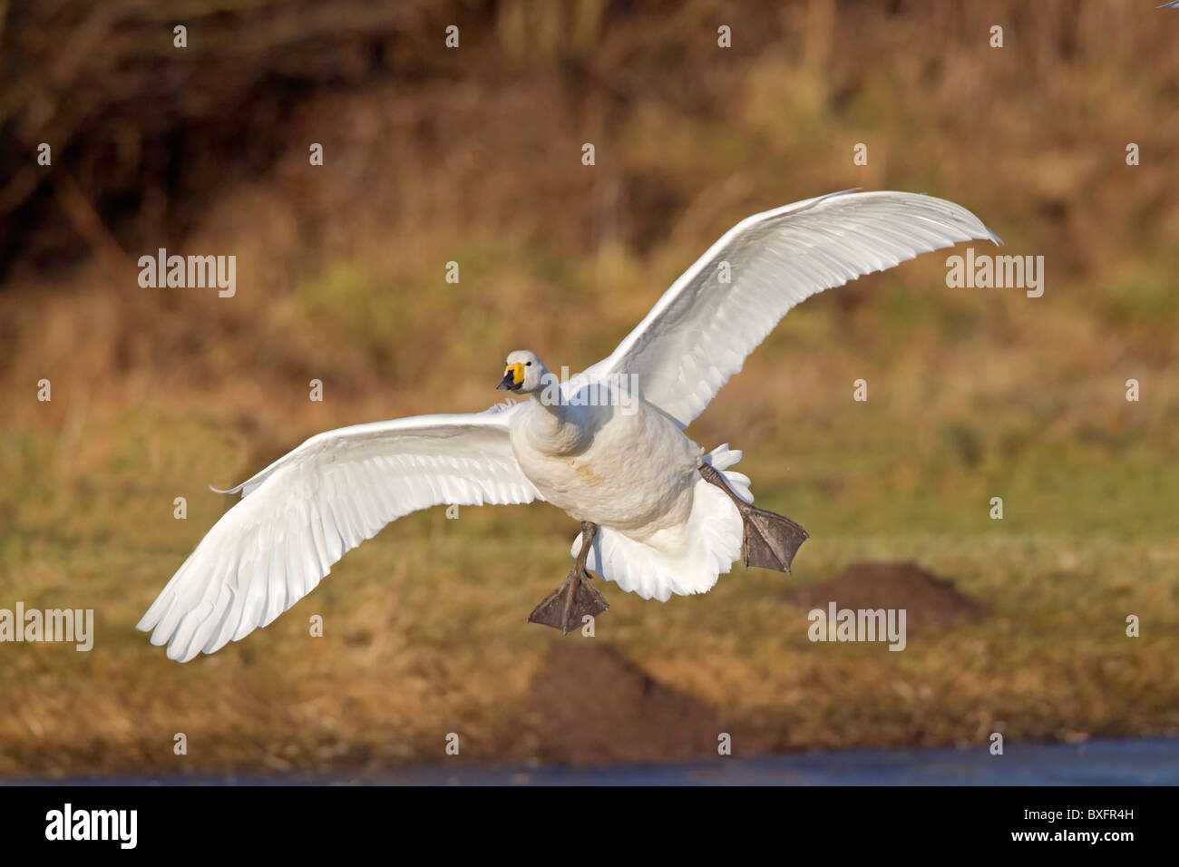 Adulto whooper swan venuta in terra Foto Stock