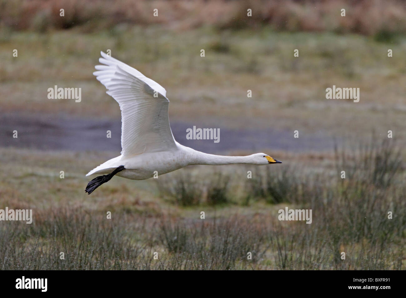 Adulto whooper gironzolano in volo Foto Stock