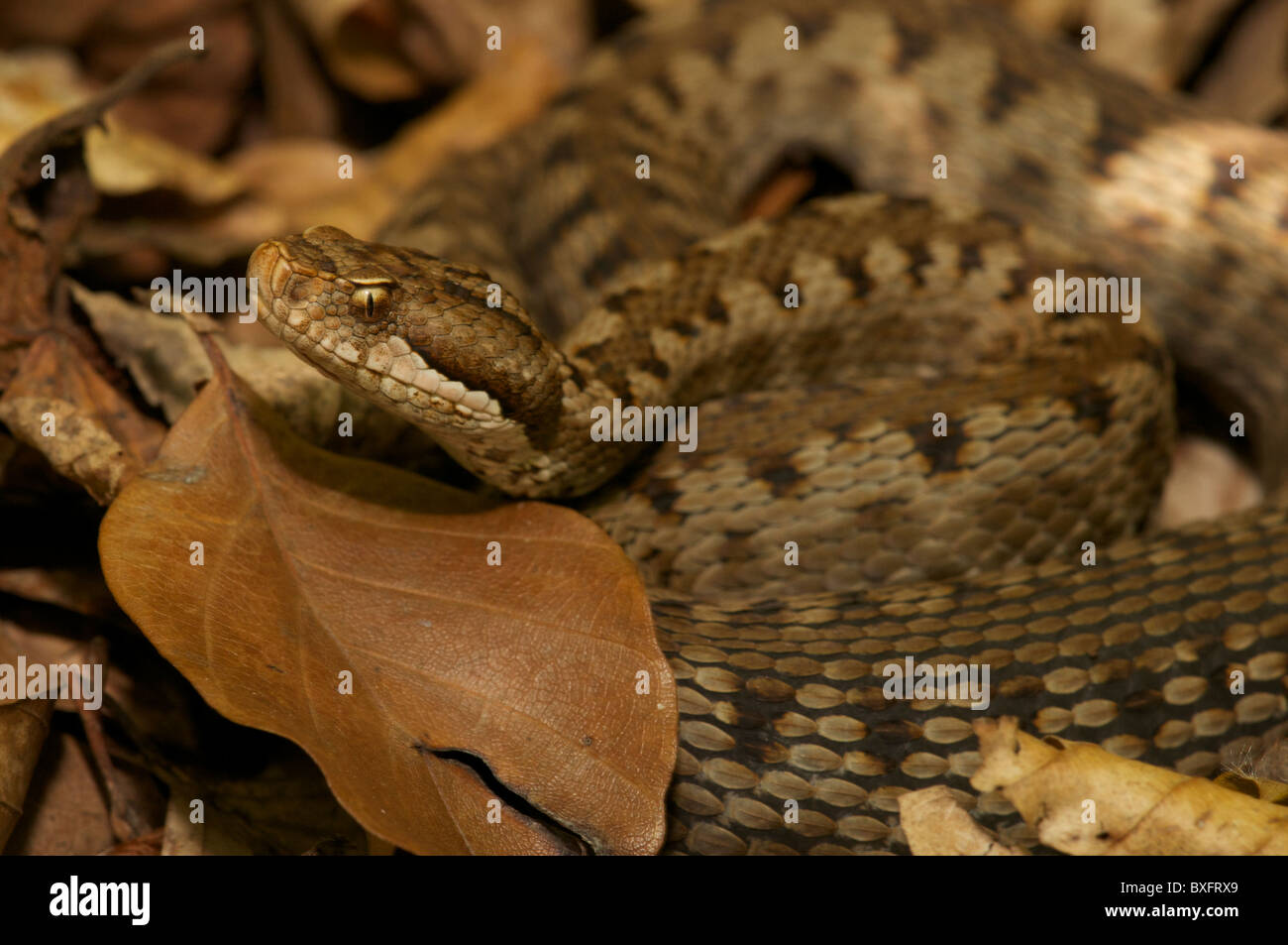 ASP viper giace in un'imboscata sul fondo della foresta, Pirenei francesi. Foto Stock