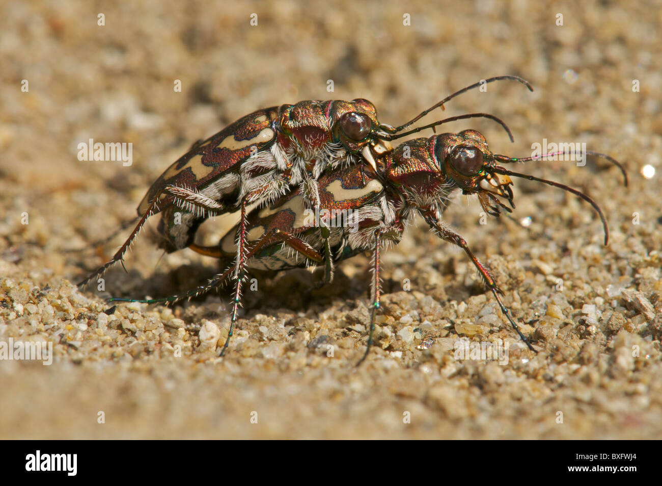 Tiger coleotteri coniugata Foto Stock