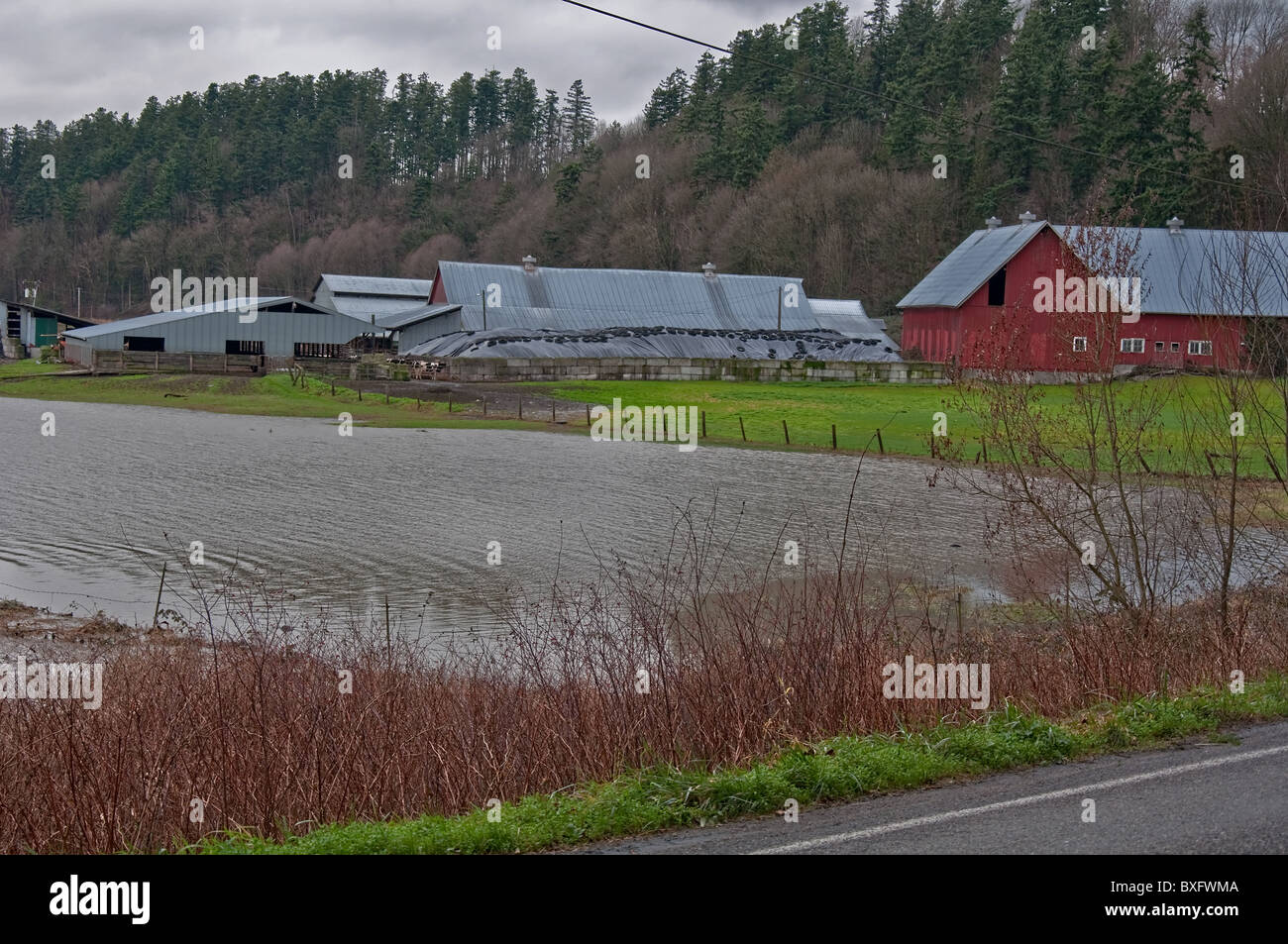 Le acque di esondazione dal fiume Stillaguamish su aziende lattiere causato disagi agli agricoltori. La catastrofe naturale ha avuto luogo il 14 dicembre. Foto Stock