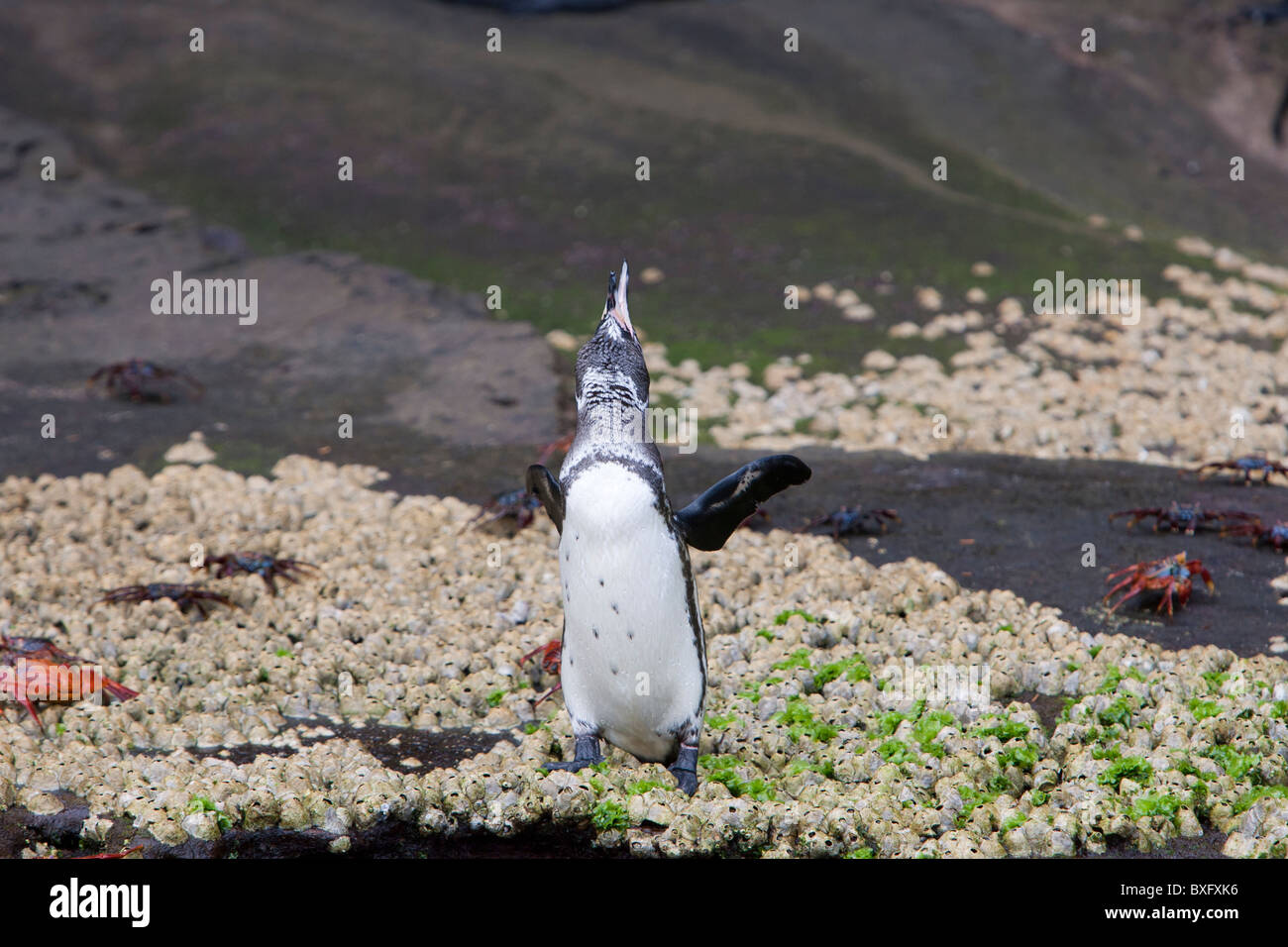 Le Galapagos Penguin (Spheniscus mendiculus) chiamando circondato da Sally Lightfoot Granchi (Grapsus grapsus) Foto Stock