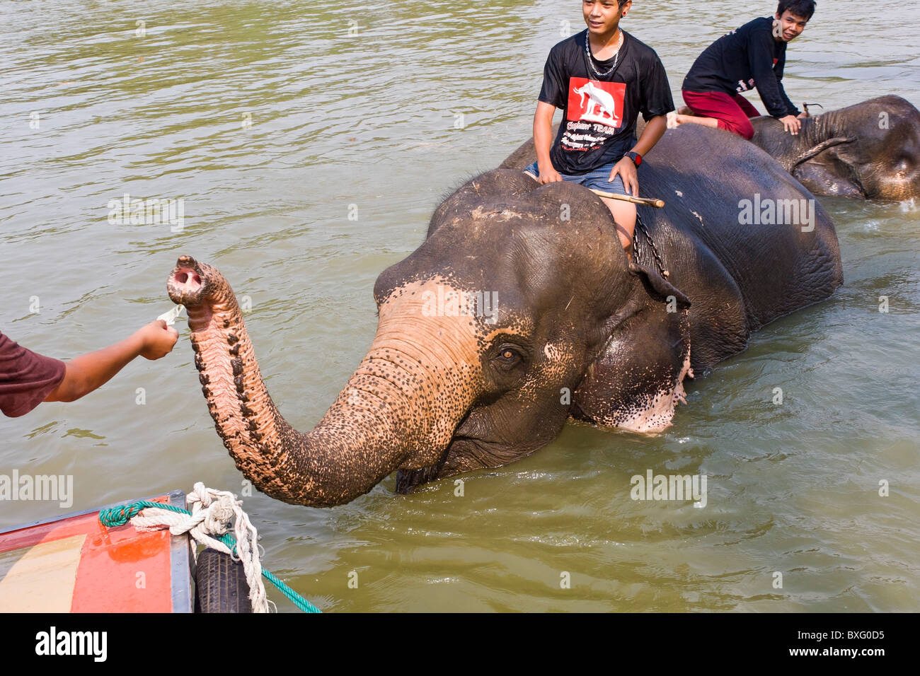 Elephant prende soldi dal visitatore all'Elefante soggiorno, un'Elephant Conservation Centre a Bangkok, in Thailandia Foto Stock