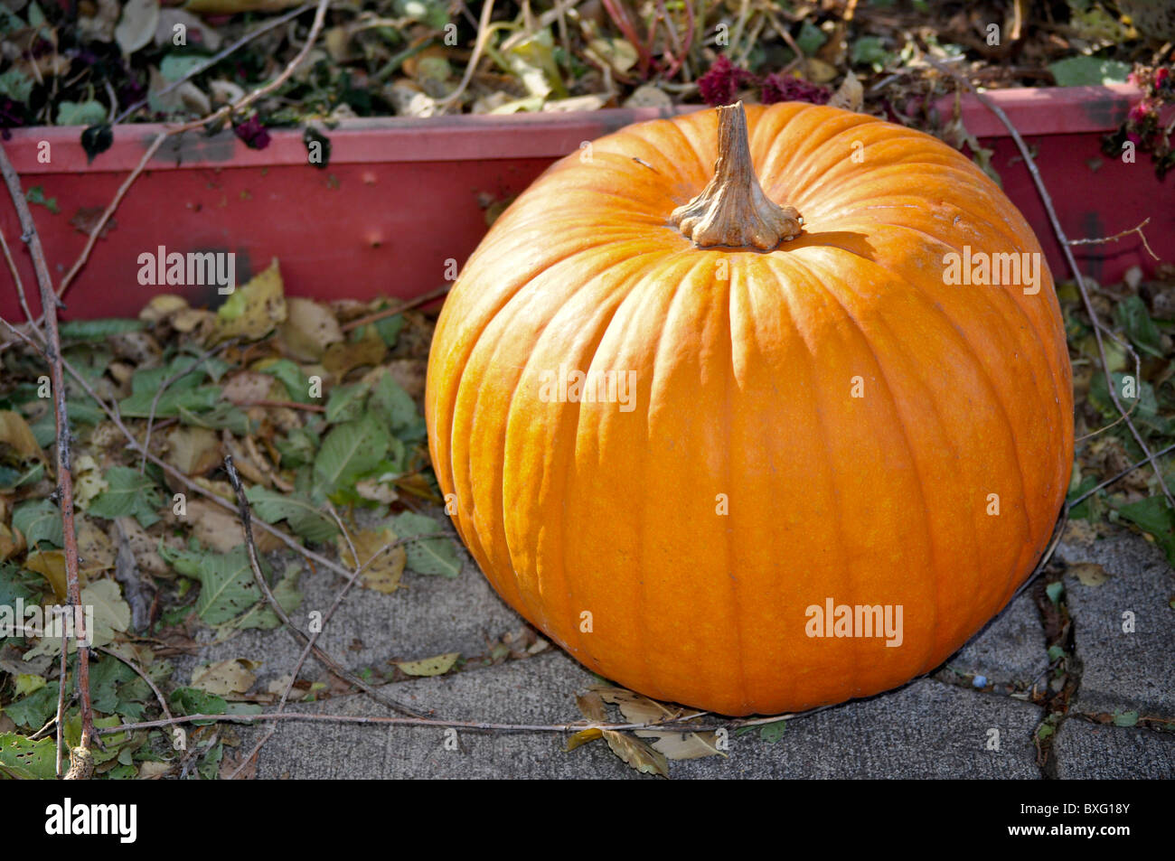 Decorazioni di halloween Foto Stock