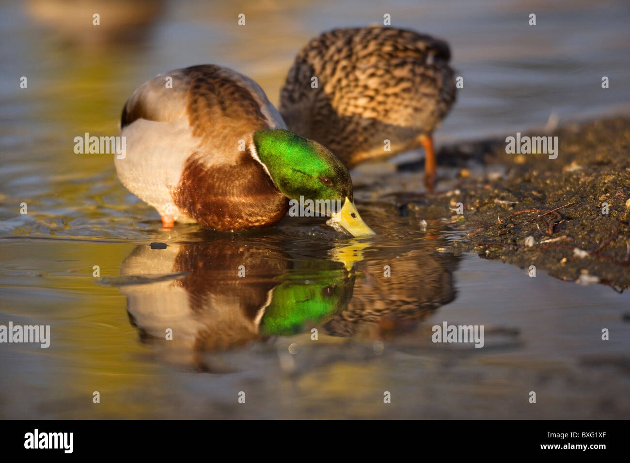 Le anatre bastarde - Anas platyrhynchos Foto Stock