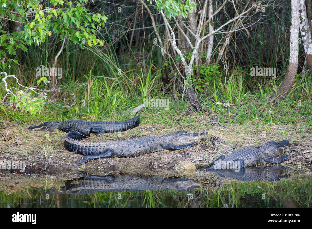 Alligatori crogiolarsi al sole da Turner River, Everglades, Florida, Stati Uniti d'America Foto Stock