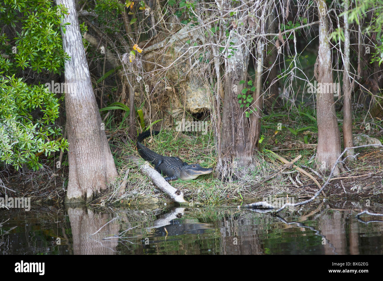 Alligatore da Turner River, Everglades, Florida, Stati Uniti d'America Foto Stock