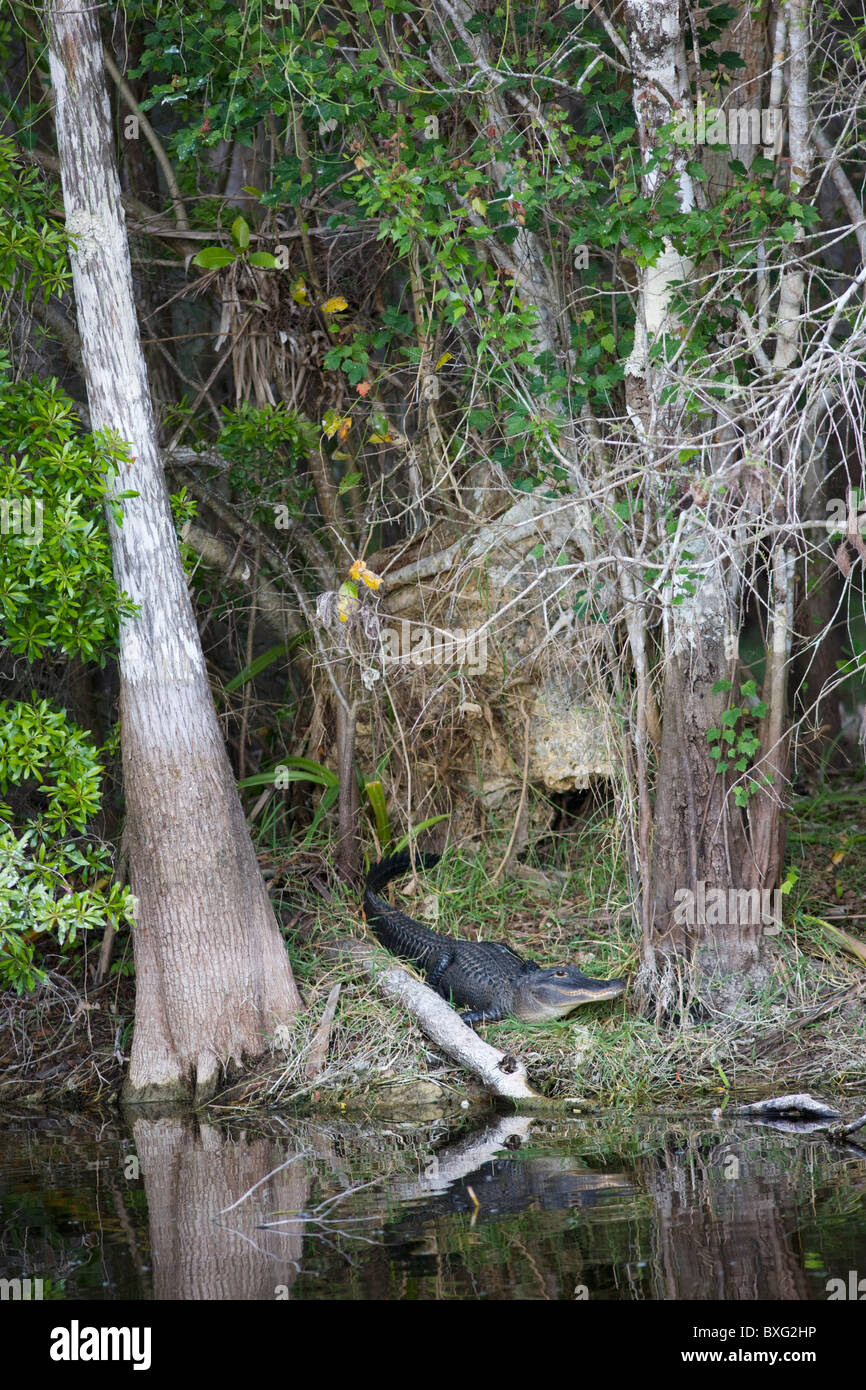 Alligatore da Turner River, Everglades, Florida, Stati Uniti d'America Foto Stock
