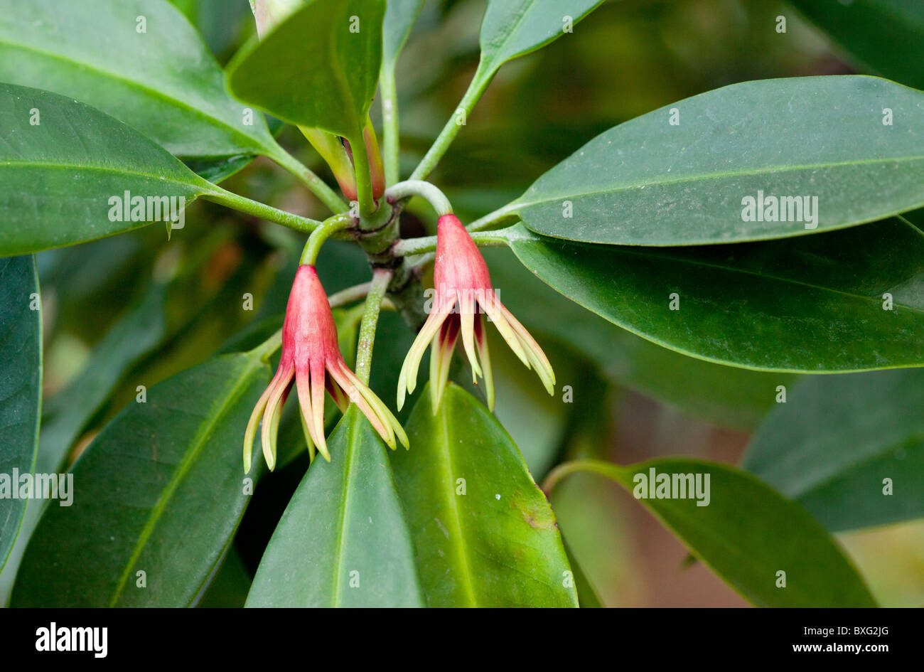 Grandi leafed fiore di mangrovie Bruguiera gymnorhiza, Pacific area asiatica. Foto Stock