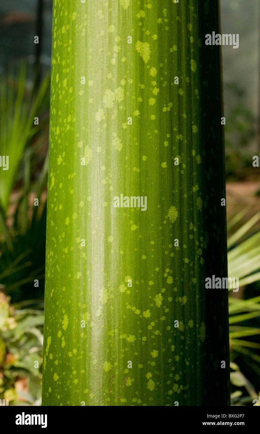 Titan Arum, Amorphophallus titanum, stelo; estremamente odore forte fiore. Sumatra. Foto Stock