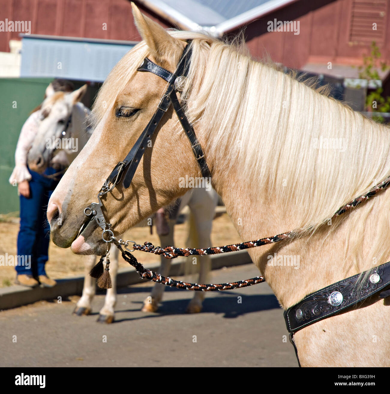 Ritratto di un cavallo palomino presso il maneggio Foto Stock