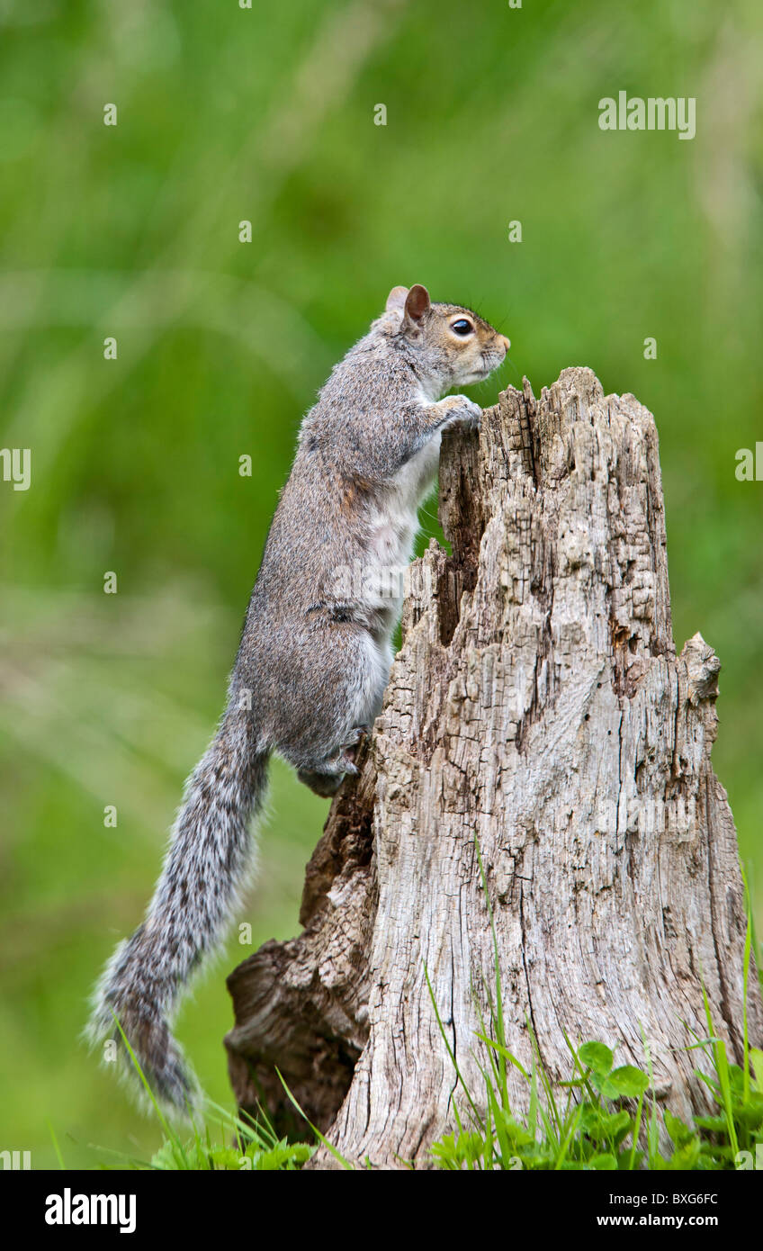 Scoiattolo grigio ( Sciurus carolinensis ) sul moncone in Prato Foto Stock