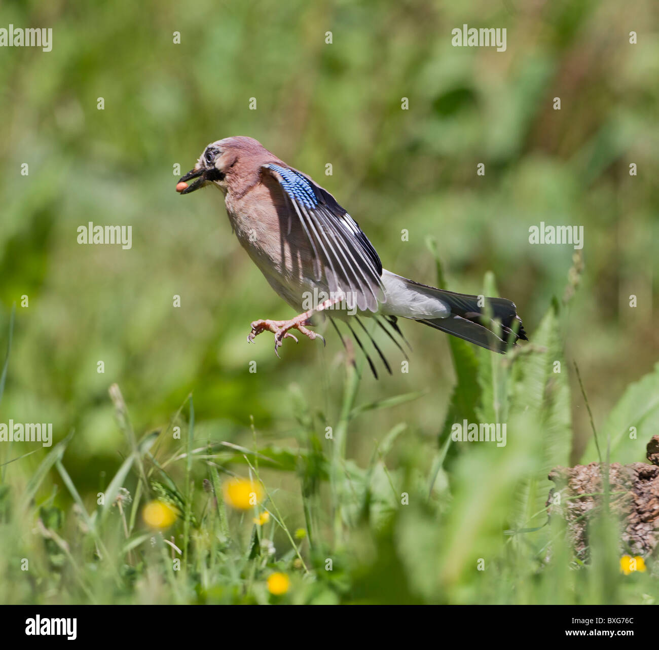 Jay ( Garrulus glandarius ) alimentando in Prato Foto Stock