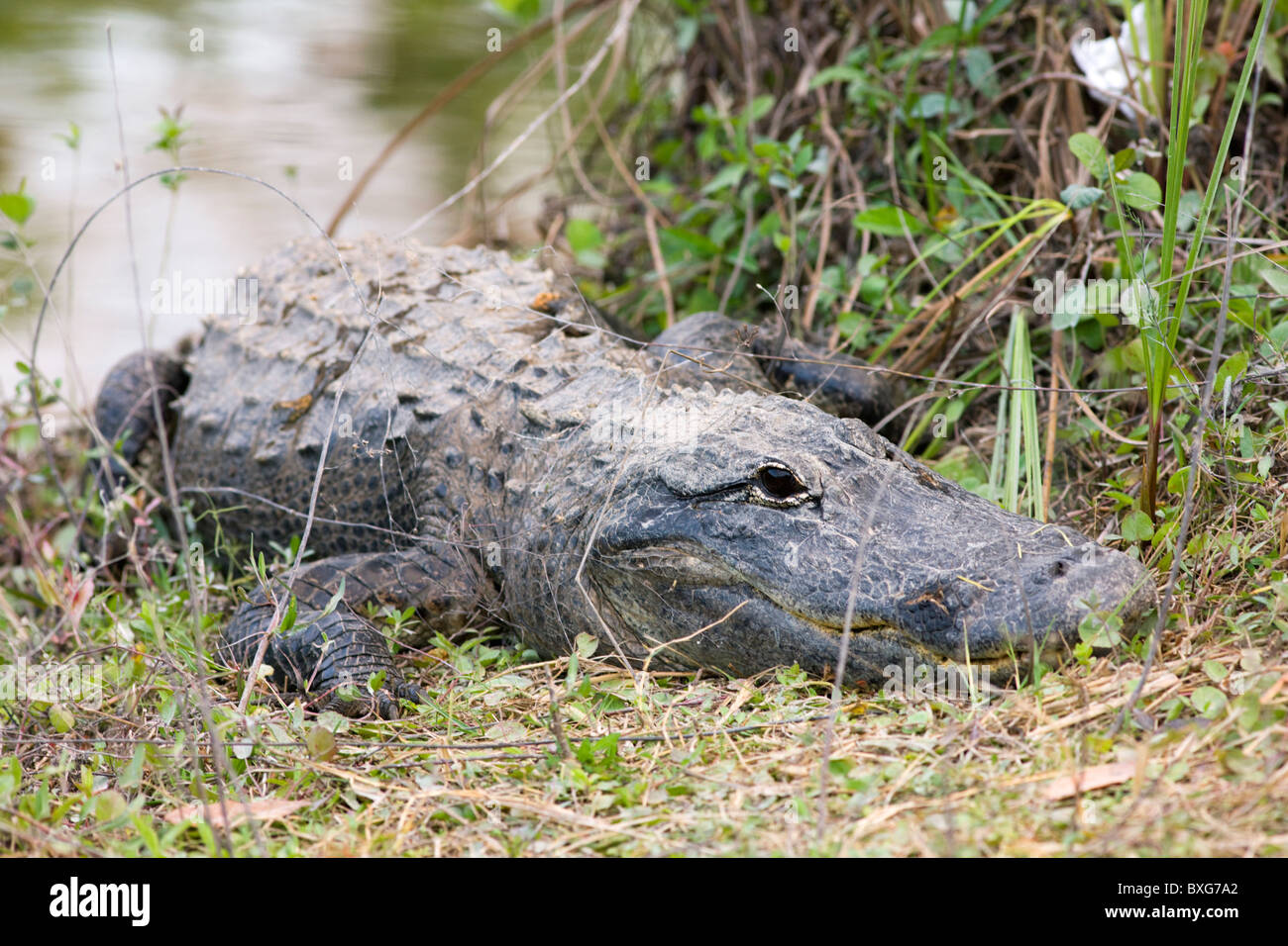 Alligatore da Turner River, Everglades, Florida, Stati Uniti d'America Foto Stock