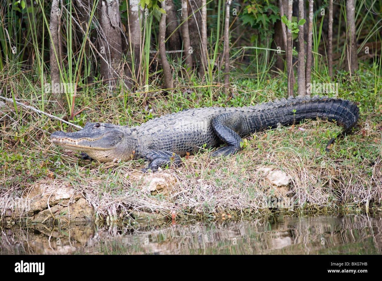 Alligatore da Turner River, Everglades, Florida, Stati Uniti d'America Foto Stock