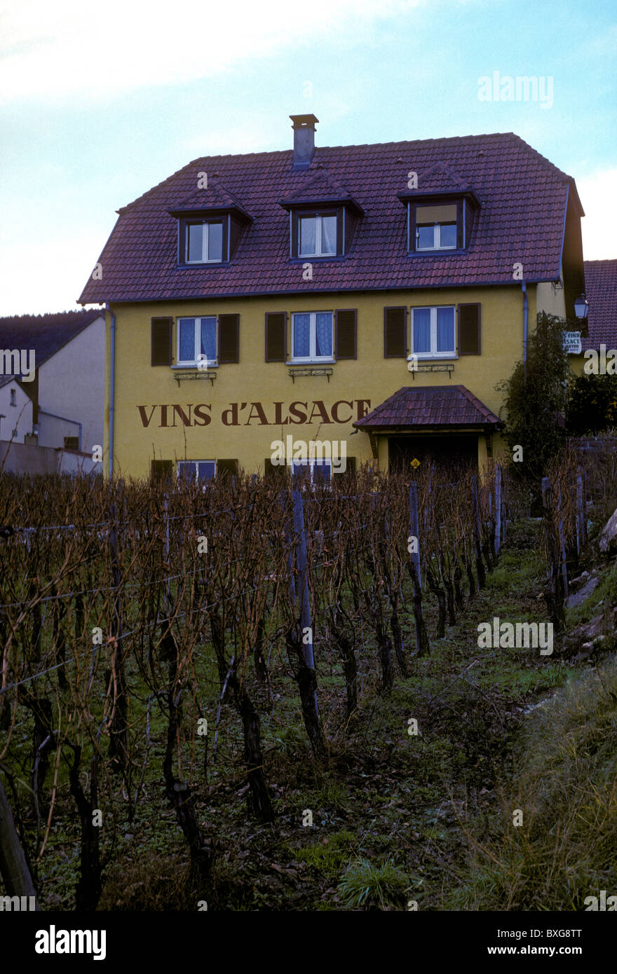 Vigneto cantina vino villaggio di Voegtlinschoffen Alsace Francia Europa Foto Stock