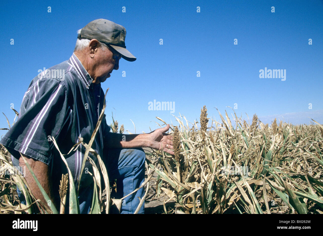 Agricoltore ispezione milo (il sorgo) , un mancato raccolto. Foto Stock