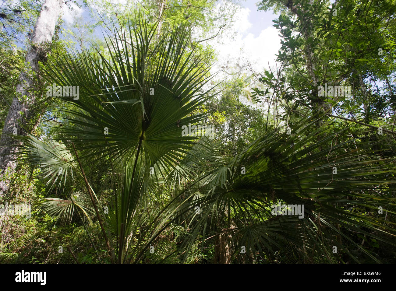 Sabal palms, Sabal palmetto, dal Big Cypress piegare boardwalk a Fakahatchee Strand, Everglades della Florida, Stati Uniti d'America Foto Stock