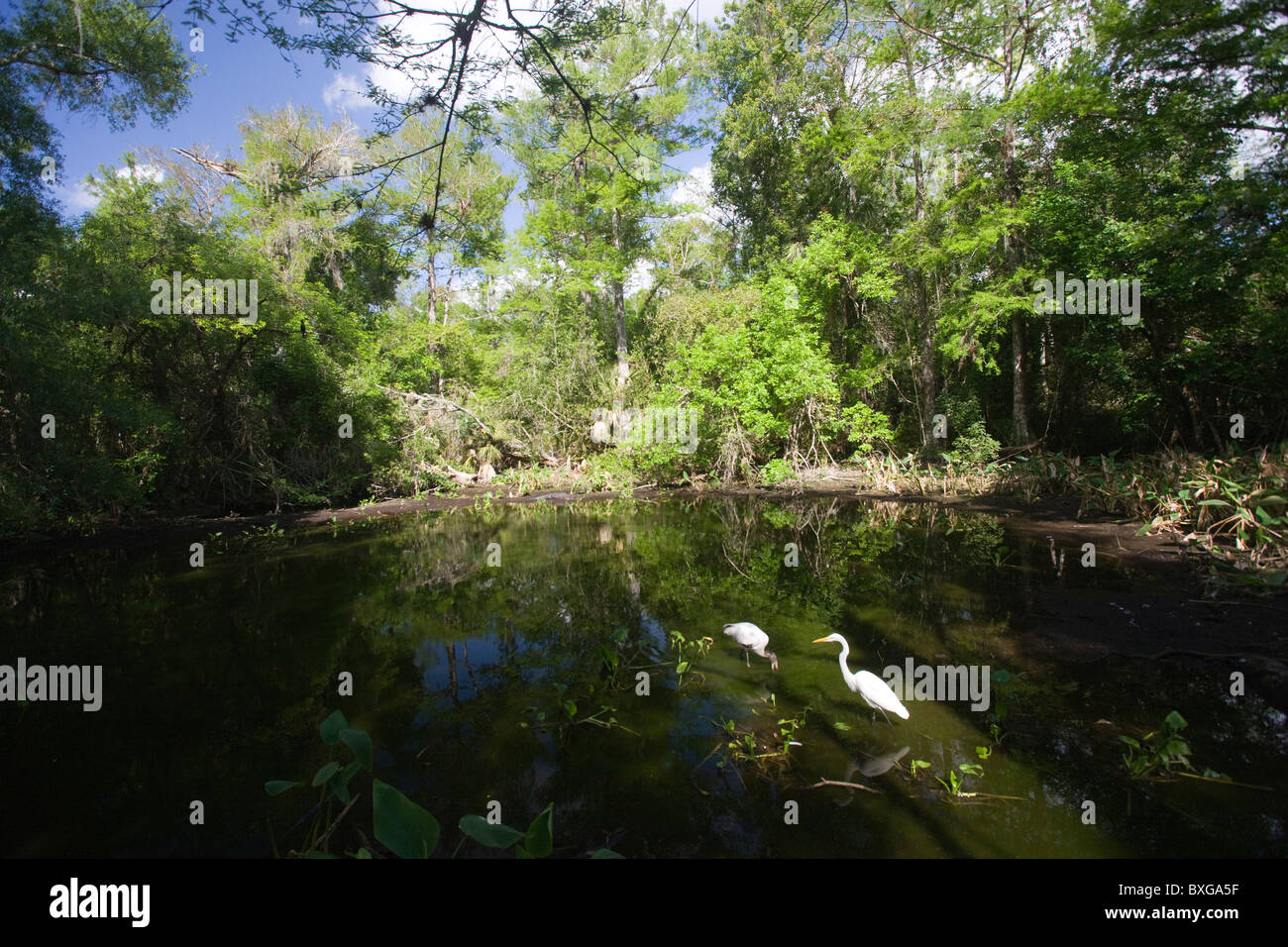 Tipica scena Everglades grande airone bianco e le specie in via di estinzione legno Cicogna nel glade, Florida, Stati Uniti d'America Foto Stock