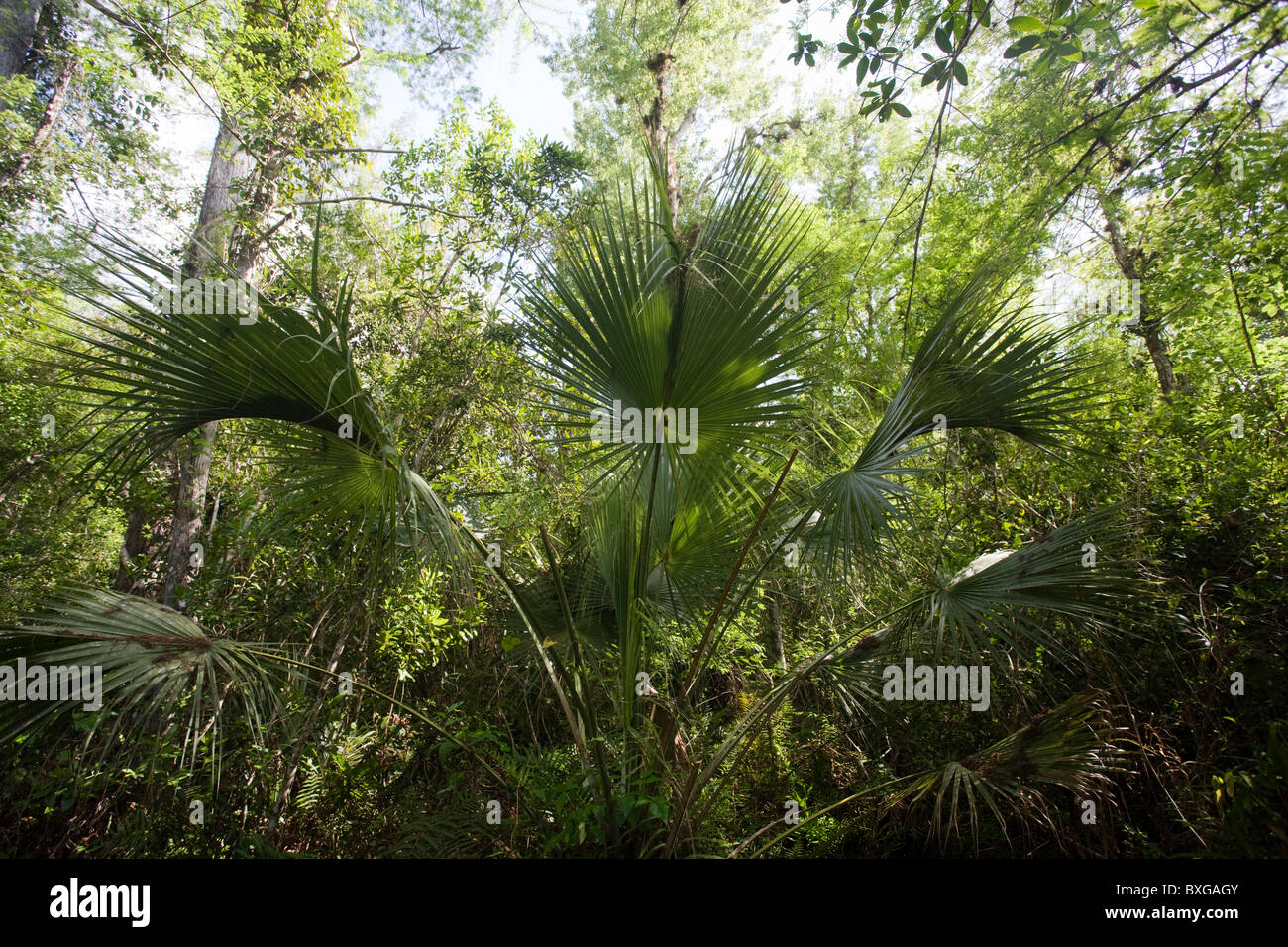 Sabal palms, Sabal palmetto, dal Big Cypress piegare boardwalk a Fakahatchee Strand, Everglades, Florida, Stati Uniti d'America Foto Stock