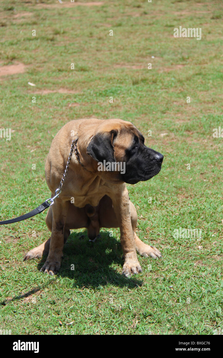 Bull Mastiff Foto Stock