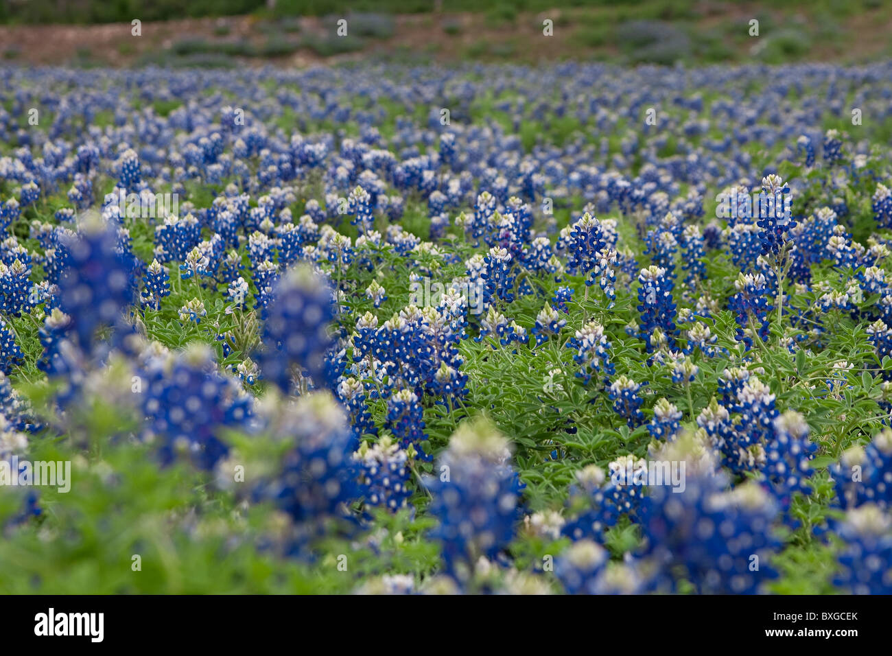 Campo di bluebonnets in primavera con il colore di primo piano sfocato. Foto Stock