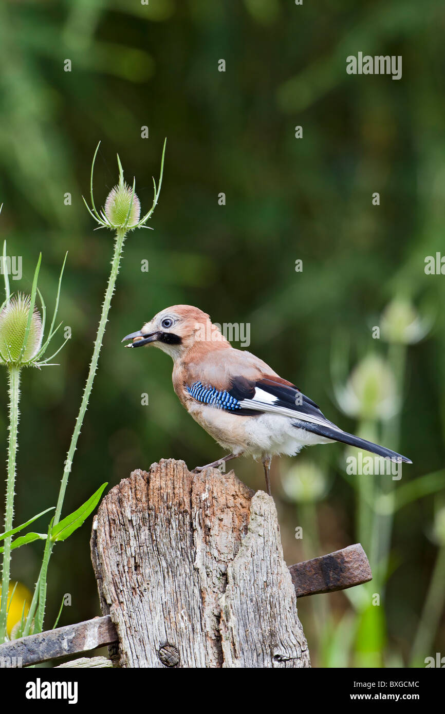 Jay ( Garrulus glandarius ) sulla porta post Foto Stock