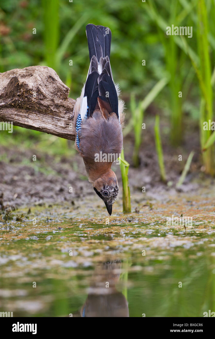 Jay ( Garrulus glandarius ) bere da stagno Foto Stock