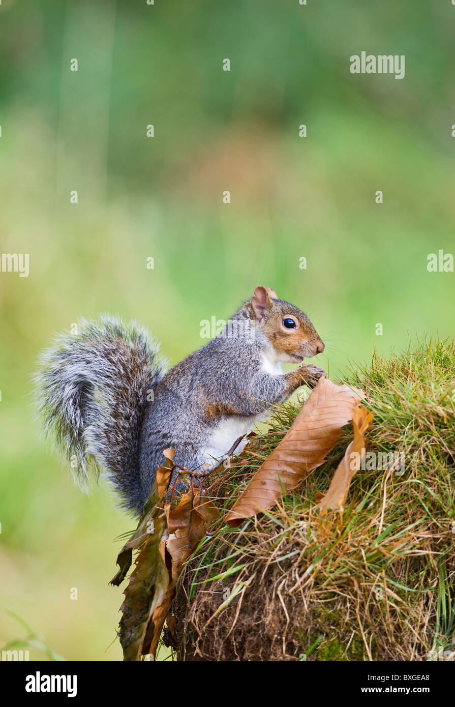 Scoiattolo grigio ( Sciurus carolinensis ) alimentazione su castagne Foto Stock