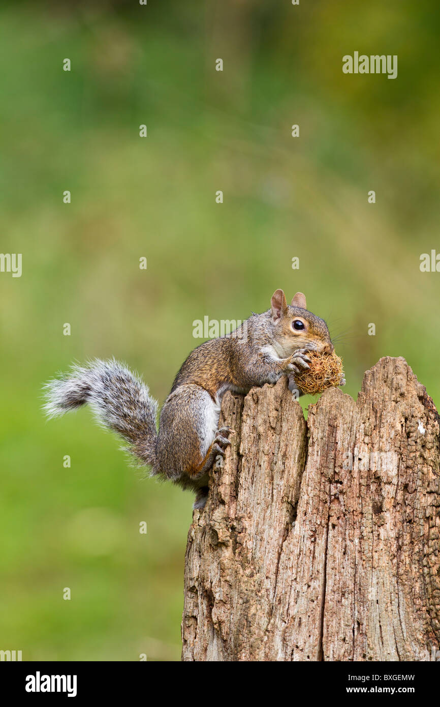 Scoiattolo grigio ( Sciurus carolinensis ) alimentazione su castagne Foto Stock