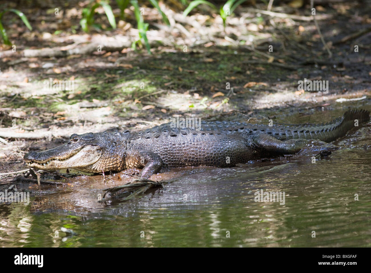 Alligatore a filamento Fakahatchee preservare parco statale, Everglades, Florida, Stati Uniti d'America Foto Stock