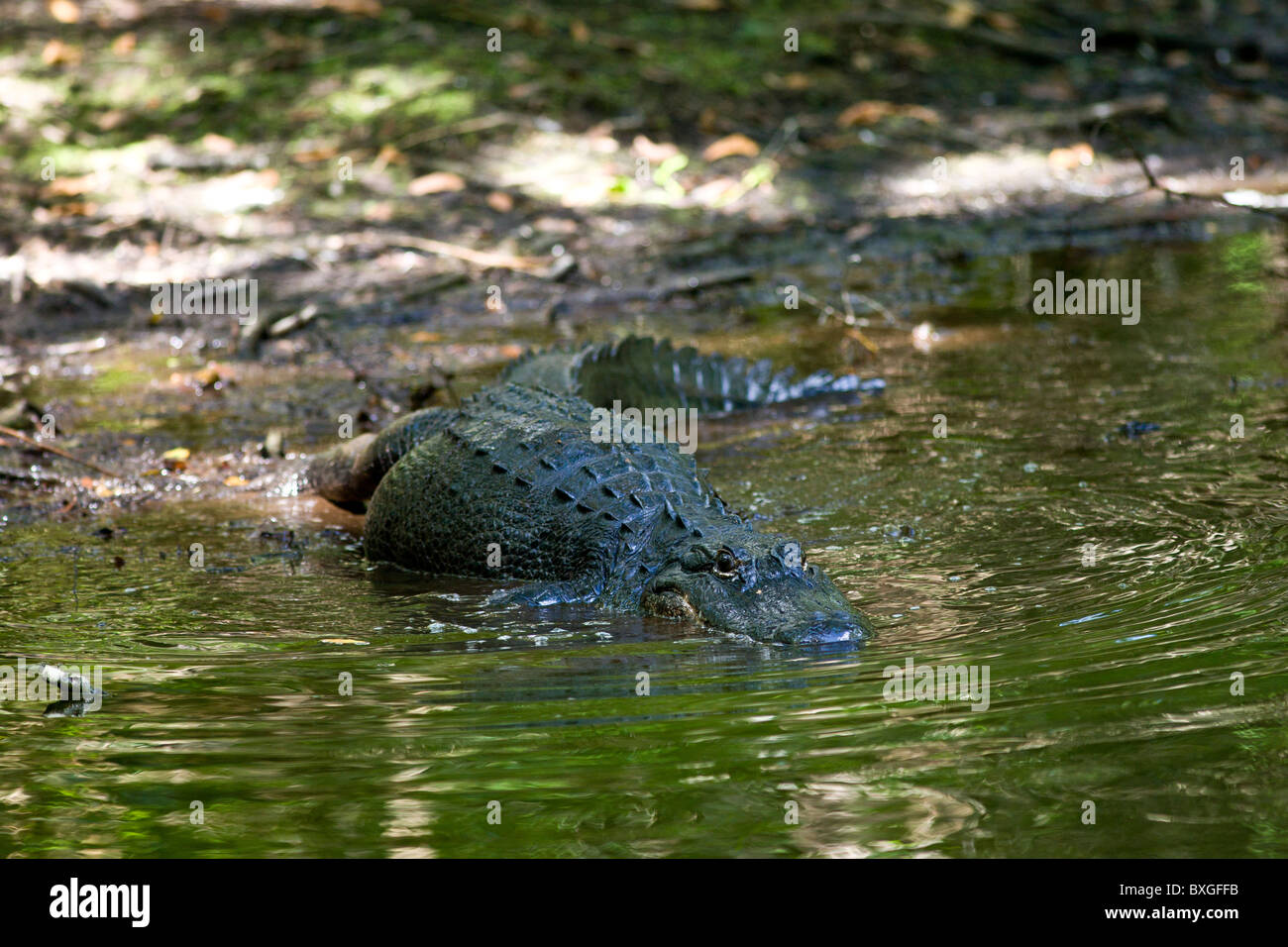 Alligatore a filamento Fakahatchee preservare parco statale, Everglades, Florida, Stati Uniti d'America Foto Stock