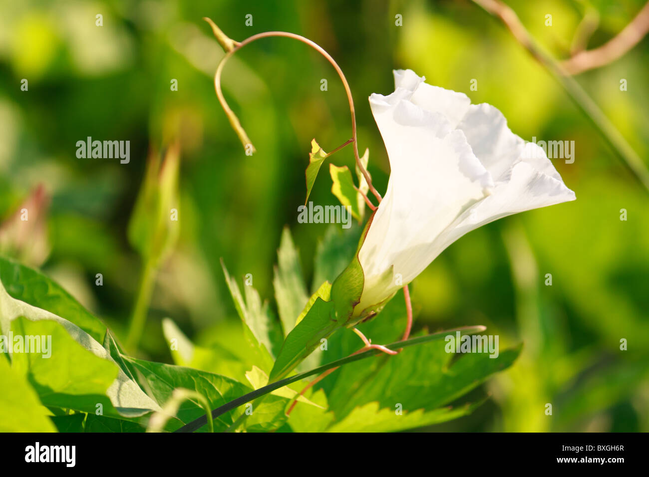 White Hedge Centinodia Calystegia sepium (Convolvulus sepium) fiore illuminata dal sole di sera per naturale sfondo floreale Foto Stock
