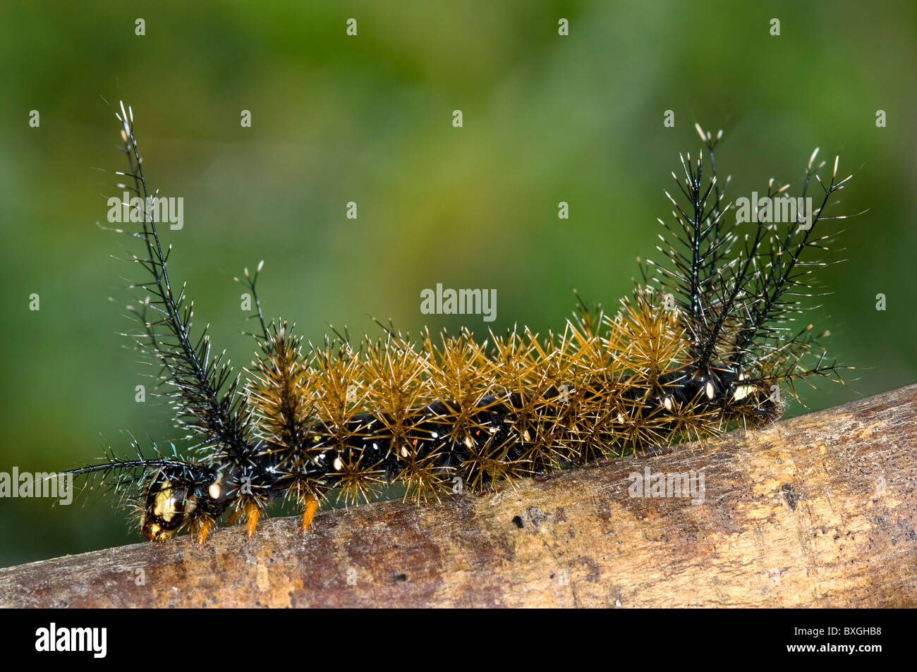 Saturniidae colorati caterpillar da ecuador's rainforest Foto Stock