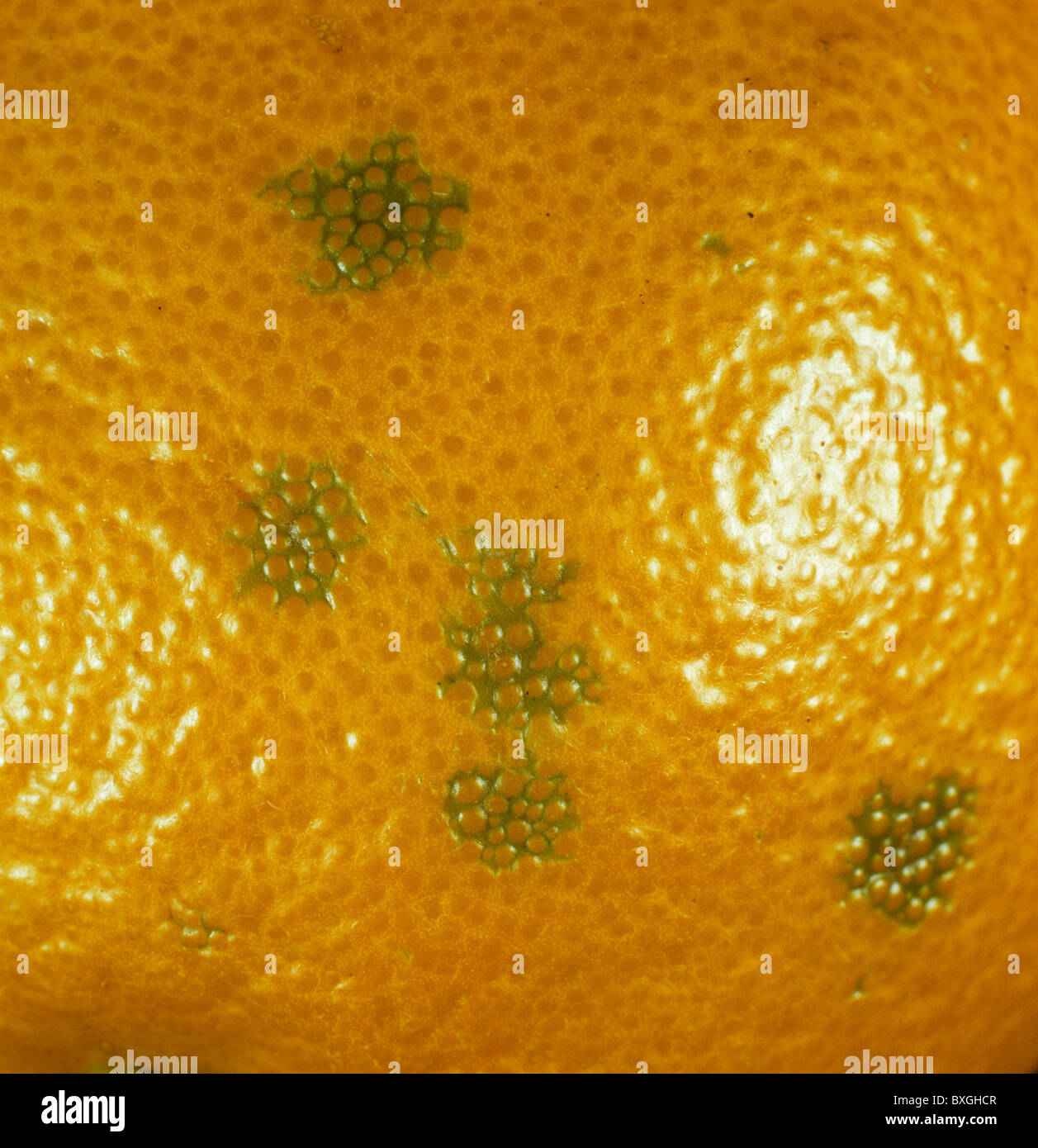 Una crosta disturbo causando una macchia sulla buccia di arancia - oleocellosis Foto Stock