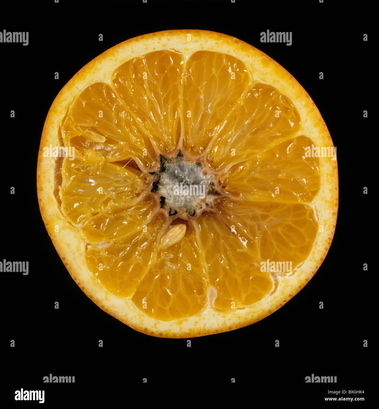 La muffa grigia (Botrytis cinerea) infezione al centro di un taglio memorizzata la frutta di arancia Foto Stock