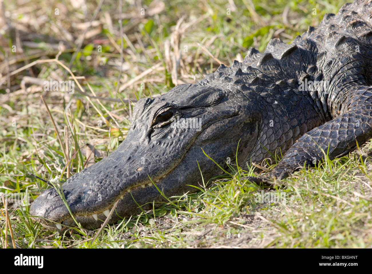 Alligatore in Everglades, Florida, Stati Uniti d'America Foto Stock