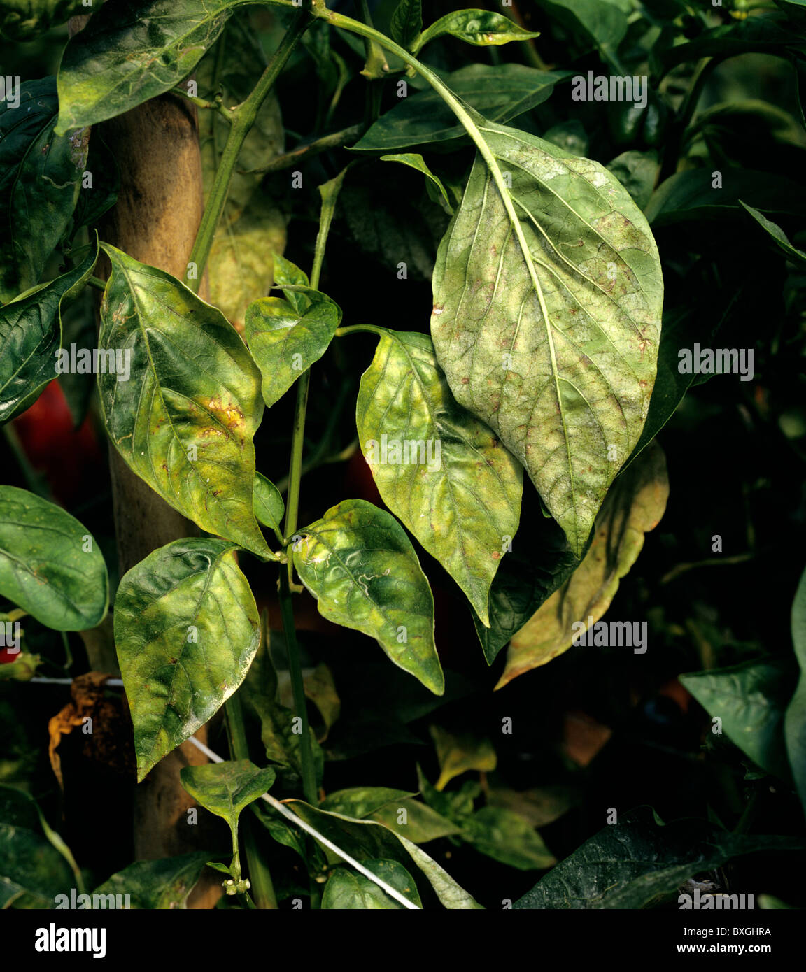 Oidio (Leveillula taurica) infezione in Sweet Pepper foglia, Portogallo Foto Stock