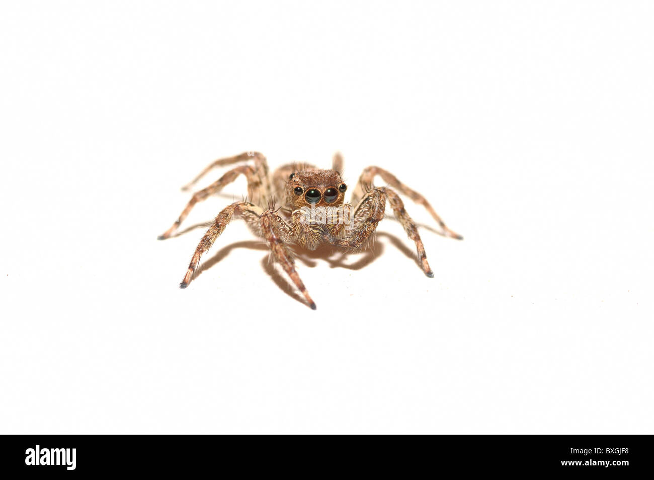 Una jumping spider isolato su uno sfondo bianco Foto Stock