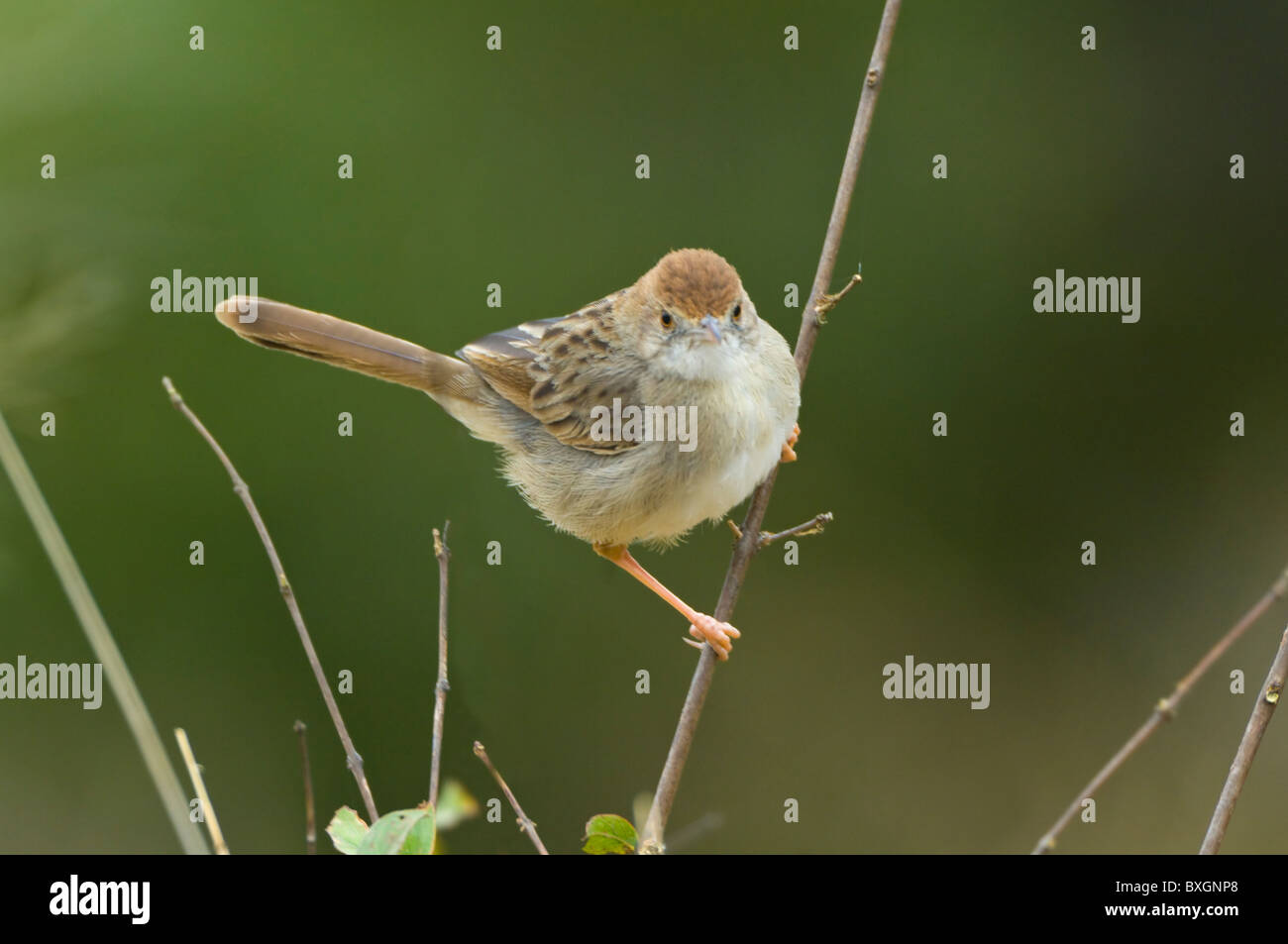 Rufous-Winged Cisticola Cisticola galactotes Parco Nazionale Kruger Sud Africa Foto Stock