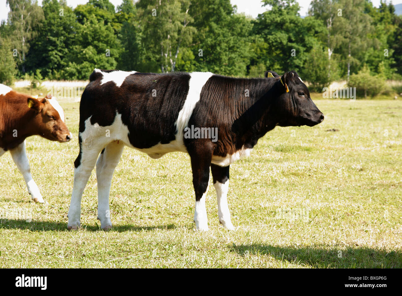 Bianco e nero mucca sul prato Foto Stock