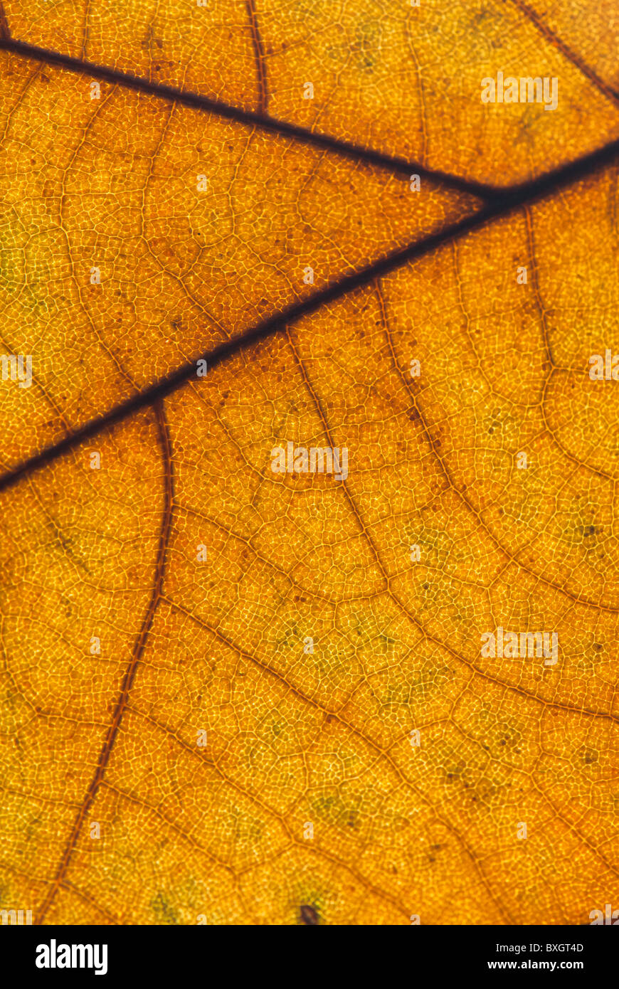 Ripresa macro di un autunno Plane Tree leaf Foto Stock