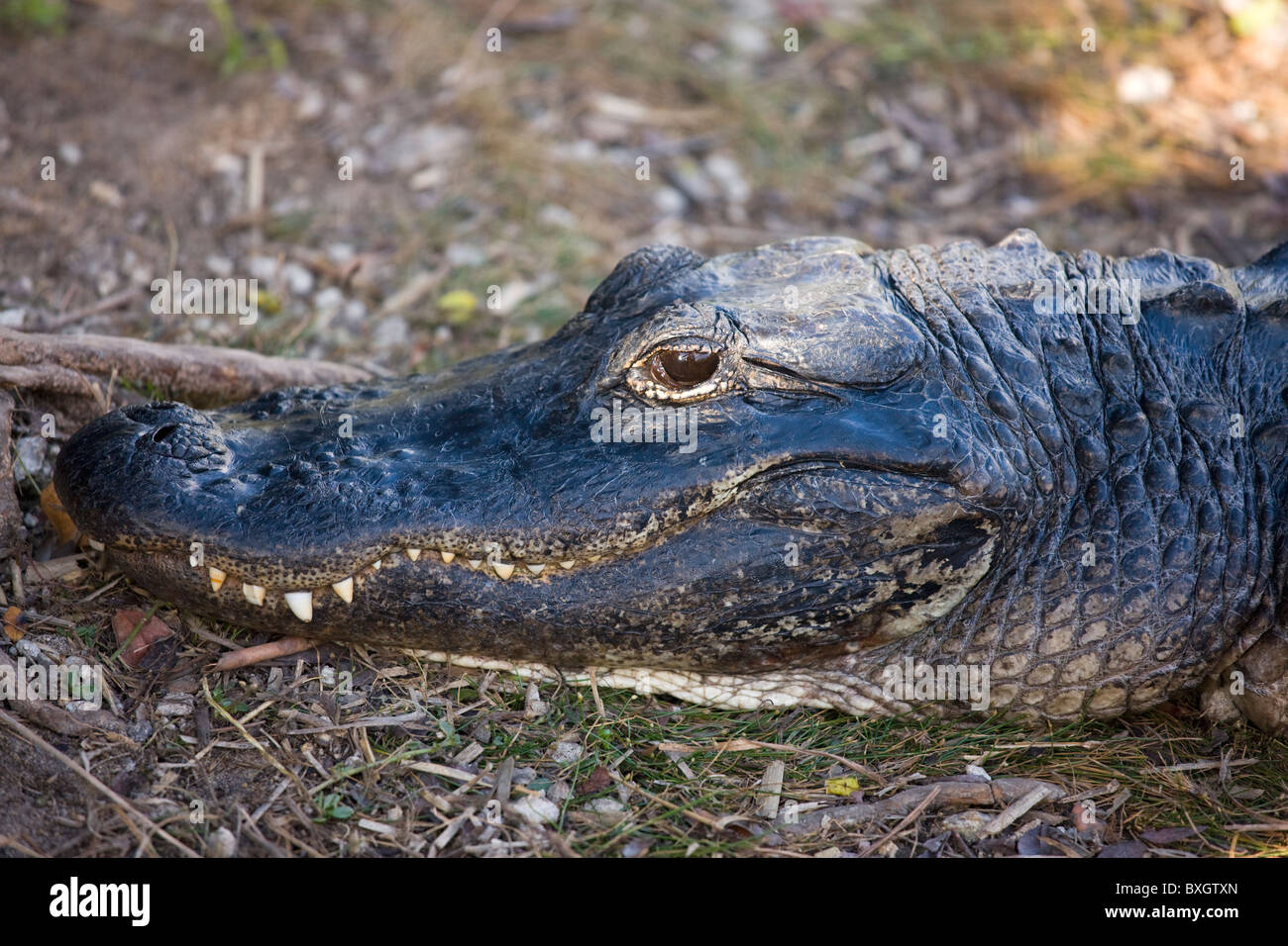 Alligatore in Everglades, Florida, Stati Uniti d'America Foto Stock