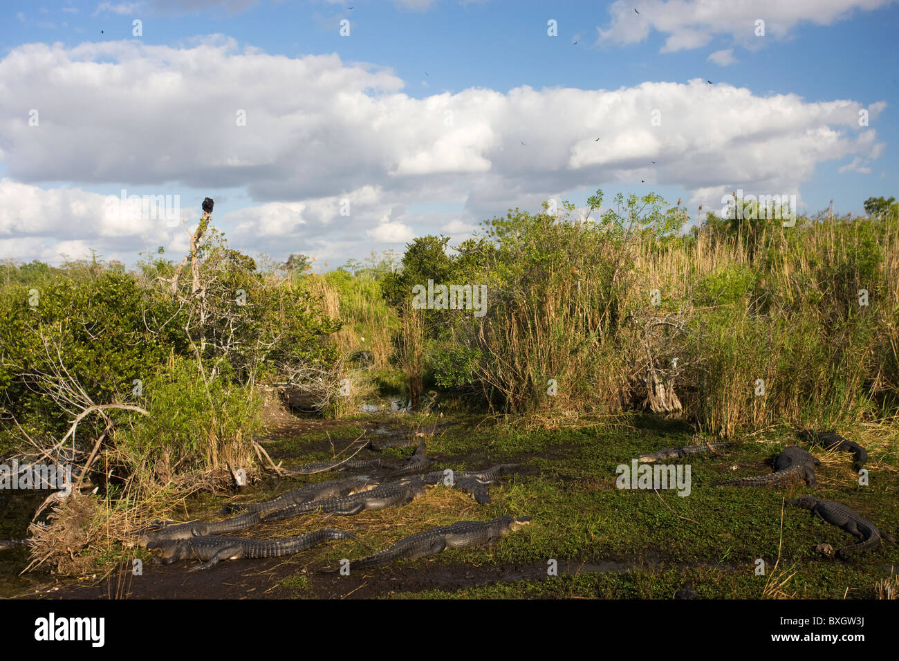 Grande gruppo di alligatori nella tipica scena Everglades, Florida, Stati Uniti d'America Foto Stock