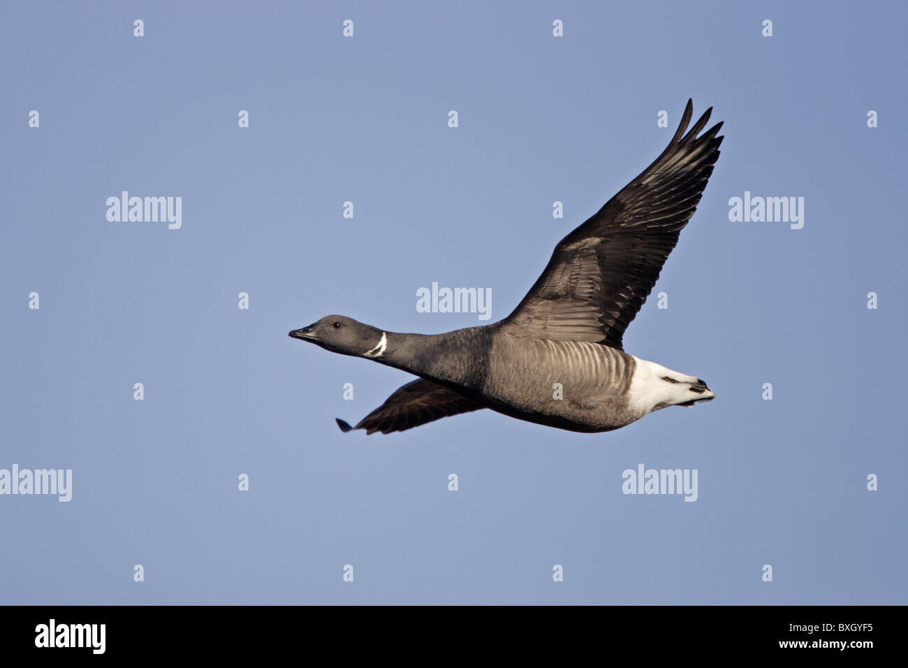 Brent Goose in volo Foto Stock