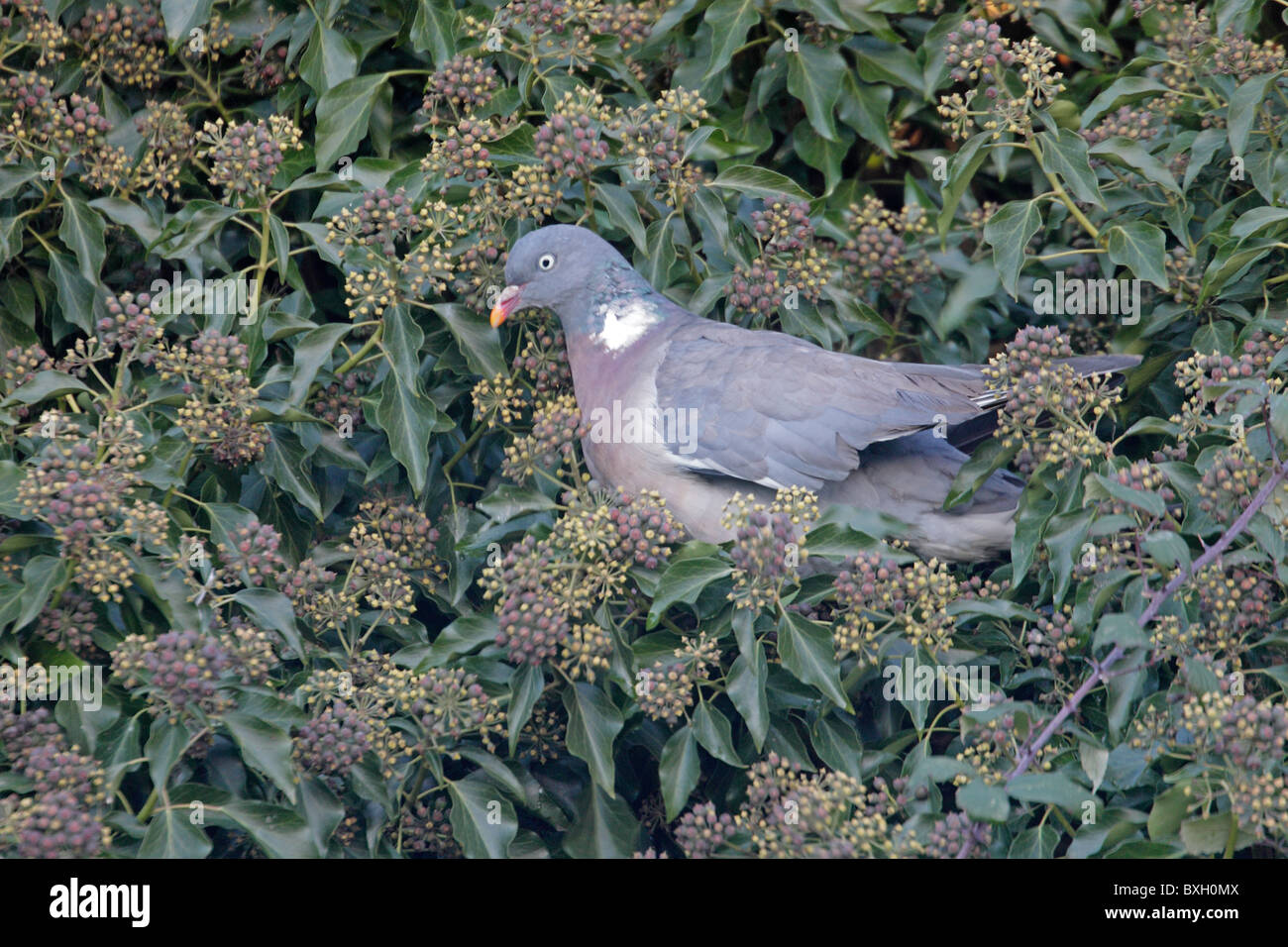 Woodpigeon comune mangiare bacche di edera Foto Stock