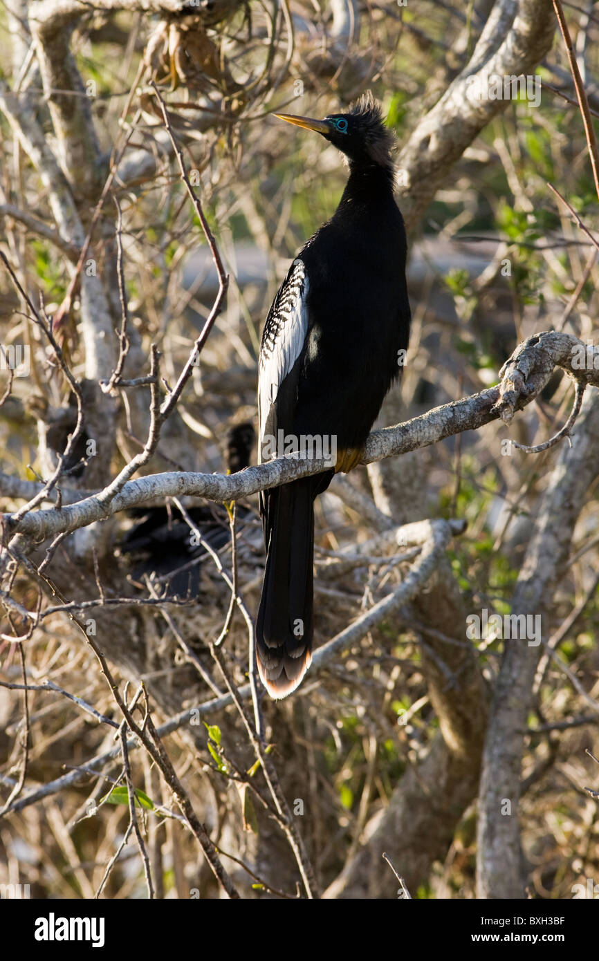 Anhinga snakebird darter, anhinga anhinga, in rami di alberi in Everglades, Florida, Stati Uniti d'America Foto Stock