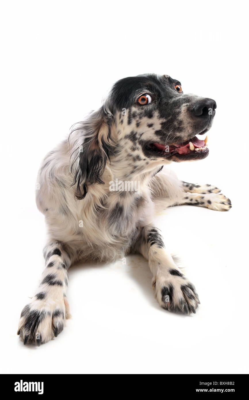 Carino di razza setter inglese stabilite nella parte anteriore di uno sfondo bianco Foto Stock