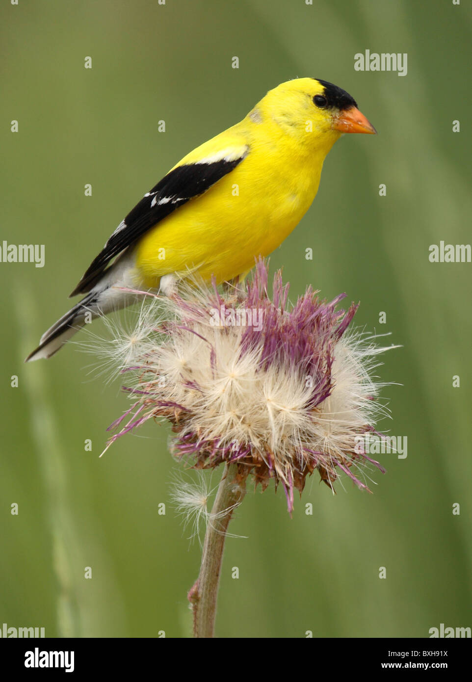 Un Americano Cardellino su un estate thistle. Foto Stock